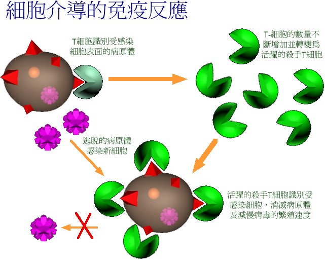 細胞介導免疫_細胞免疫(圖1)