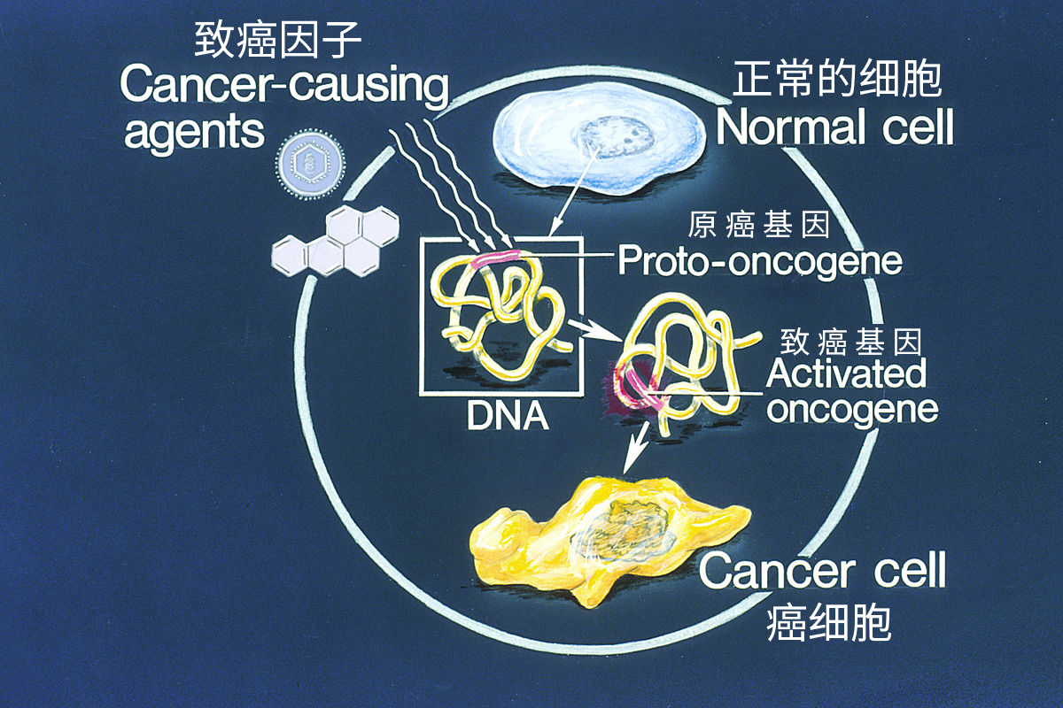 癌基因(圖1)