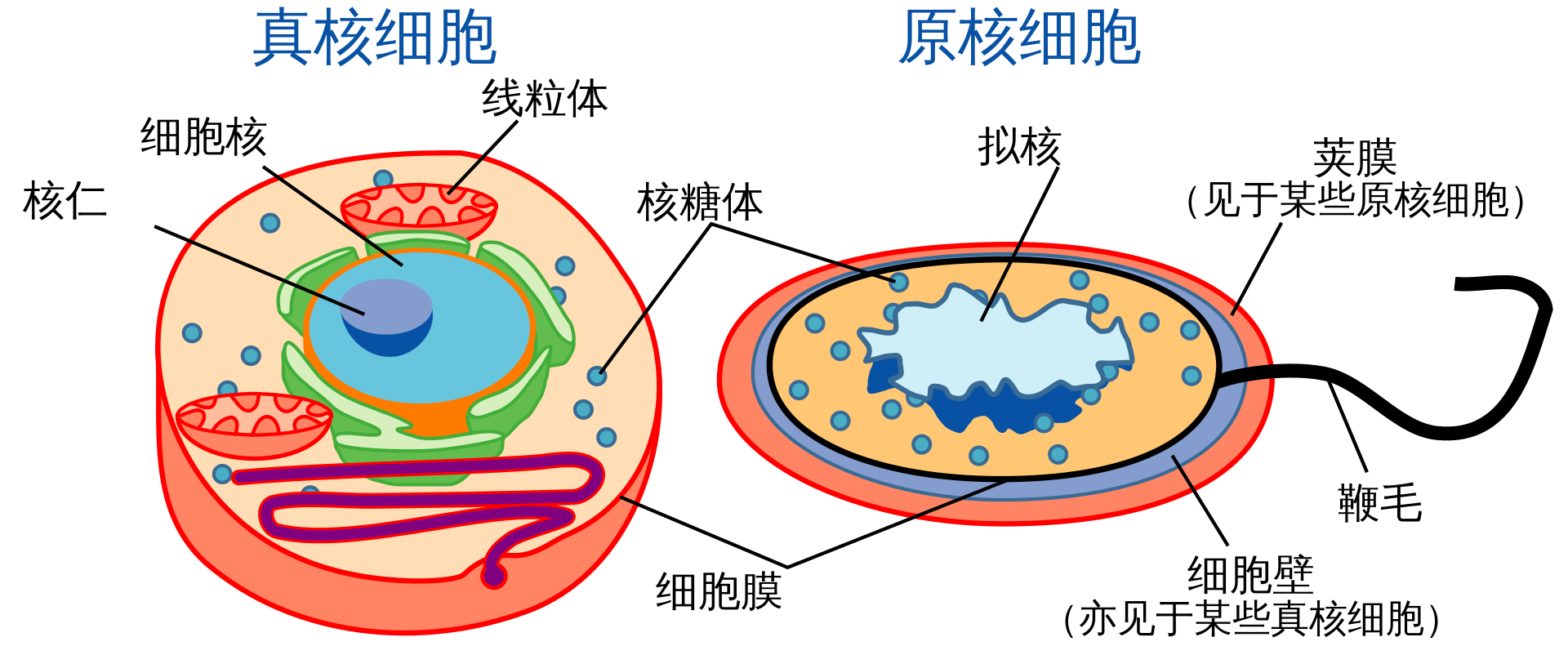 細胞(圖1)