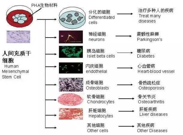 幹細胞科(kē)普——幹細胞分(fēn)類(圖2)