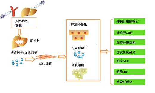 間質(zhì)幹細胞移植，一種新(xīn)的治療肝功能(néng)衰竭的方法(圖5)