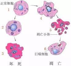 細胞程序性死亡(圖1)