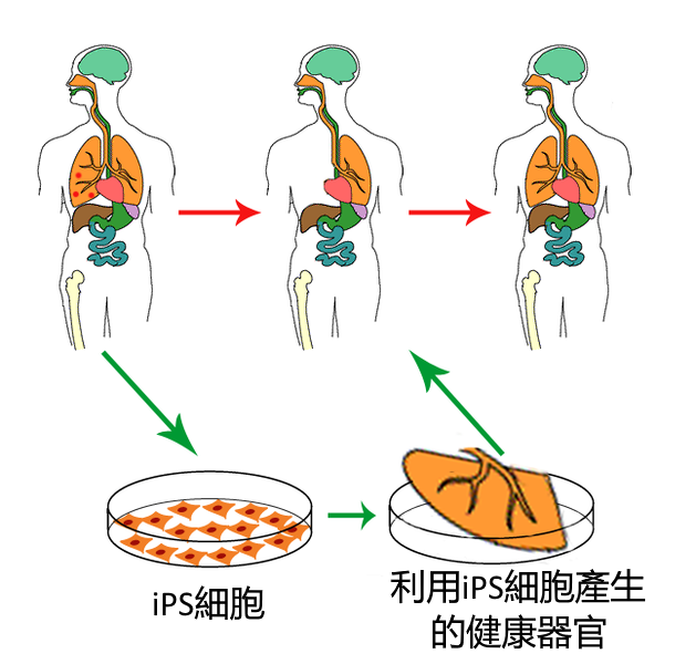 誘導性幹細胞_iPS細胞_人工(gōng)誘導多(duō)能(néng)幹細胞(圖1)