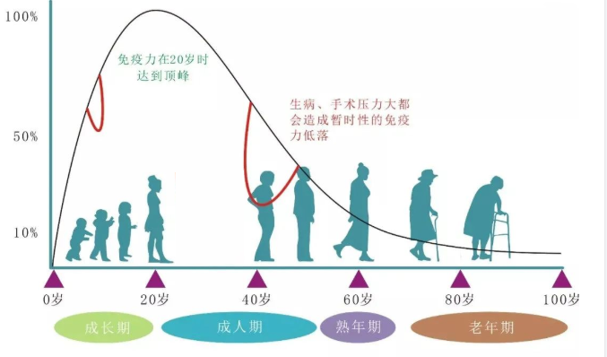 人體(tǐ)免疫細胞，守護生命健康的衛士(圖3)