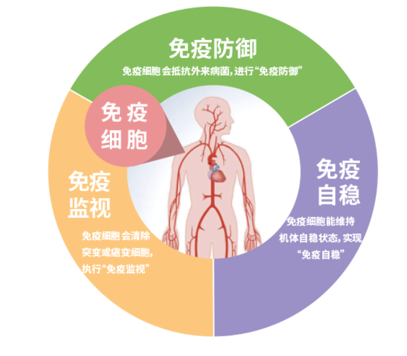 人體(tǐ)免疫細胞，守護生命健康的衛士(圖2)