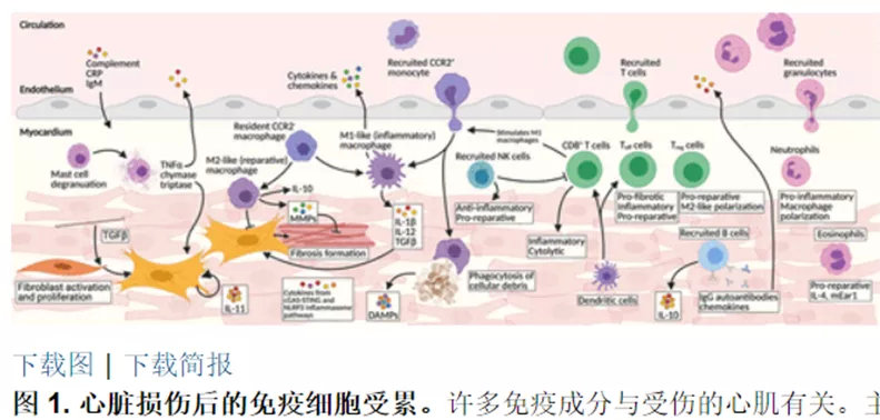 細胞治療心髒病登上《科(kē)學(xué)》封面！免疫細胞和幹細胞修複心髒損傷(圖2)