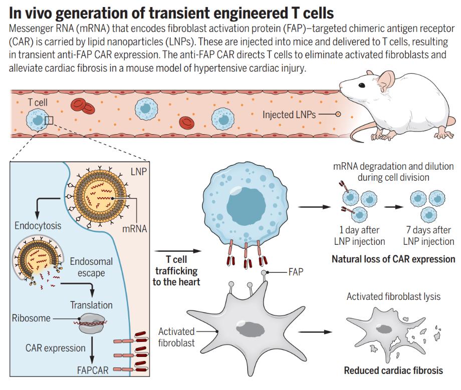 賓大團隊開發免疫療法，體(tǐ)内直接生成CAR-T細胞修複受損心髒(圖4)