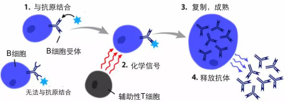 T細胞和B細胞，定義現代免疫學(xué)的起點(圖4)