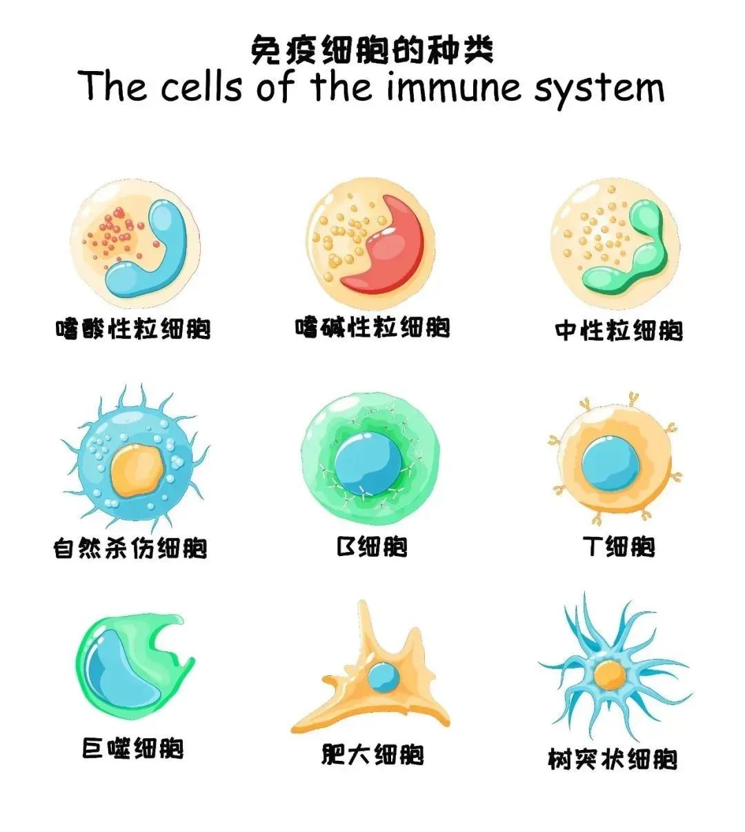 超全科(kē)普：關于免疫細胞，你需要了解的10個問題！(圖1)