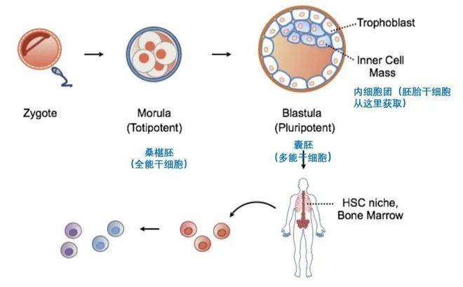 幹細胞科(kē)普——幹細胞分(fēn)類(圖1)