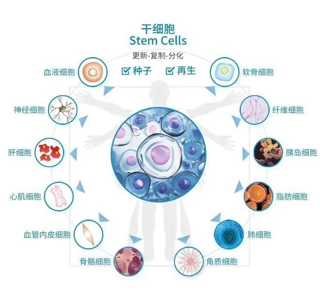 幹細胞科(kē)普——幹細胞分(fēn)類(圖3)