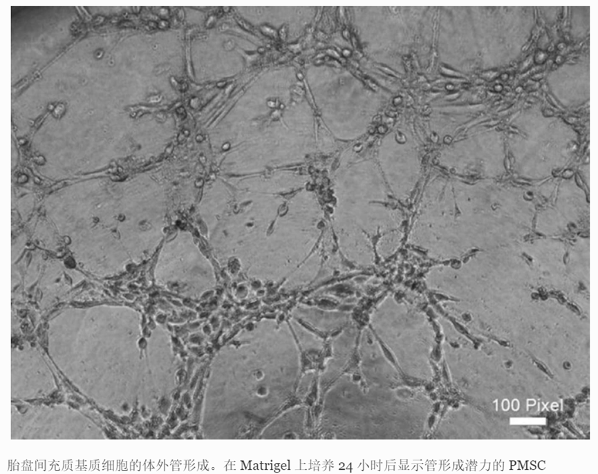 【研究證實】胎盤間充質(zhì)幹細胞：治療糖尿病足、心肌梗死等疾病的理(lǐ)想候選者(圖5)