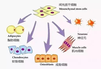 間質(zhì)幹細胞移植，一種新(xīn)的治療肝功能(néng)衰竭的方法(圖4)