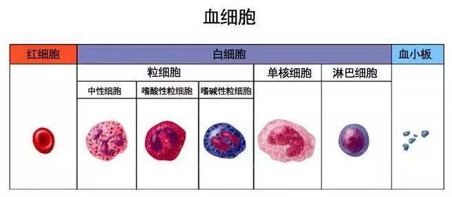 免疫細胞儲存的重要性！(圖3)