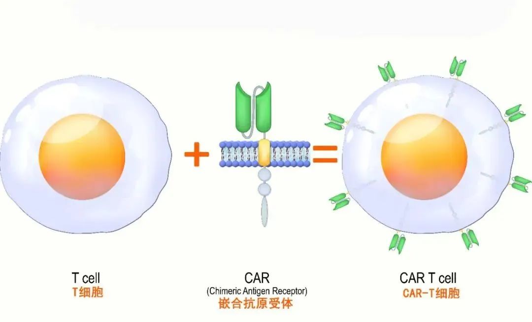 超全科(kē)普：關于免疫細胞，你需要了解的10個問題！(圖6)