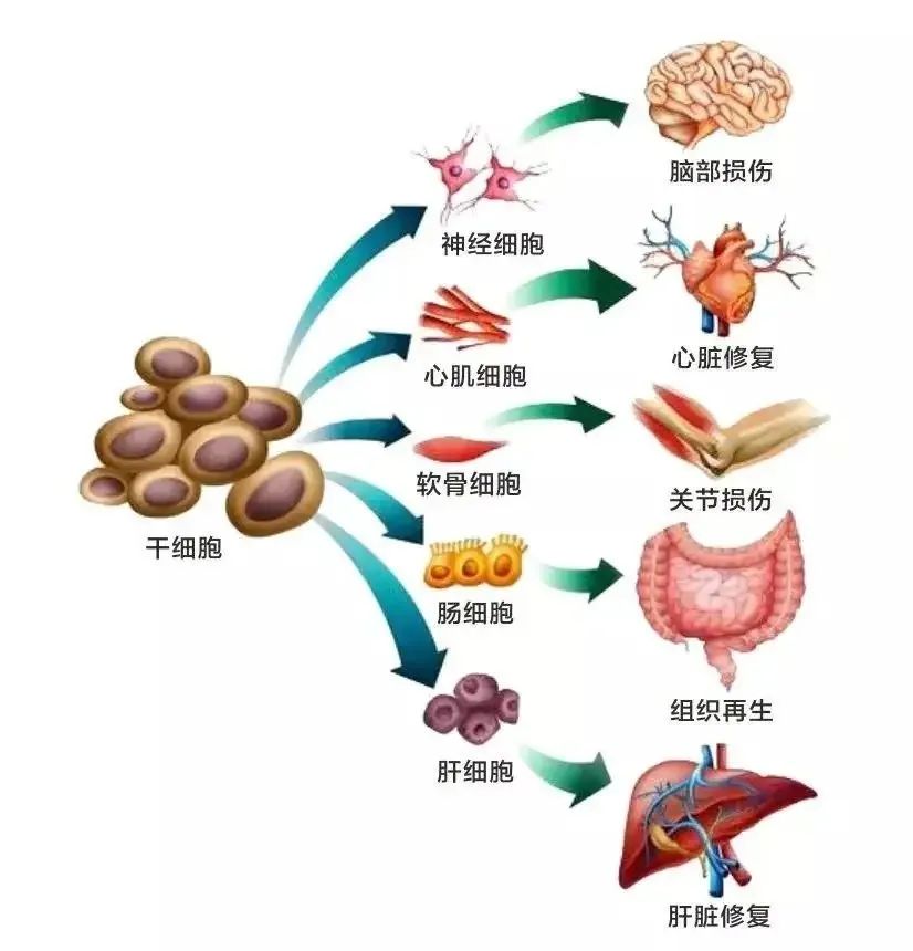 2022年兩會，幹細胞成醫(yī)學(xué)發展重要方向(圖1)