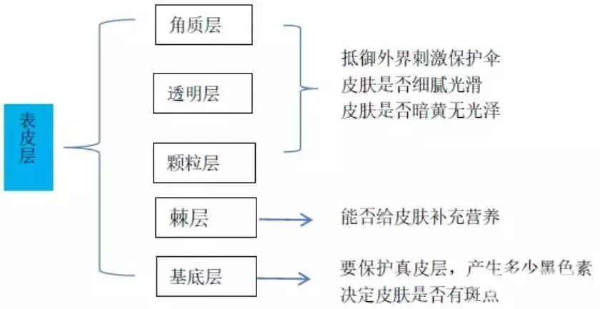 幹細胞幫你保持膚白貌美(圖3)