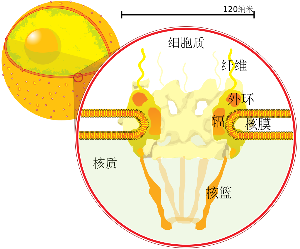 細胞核(圖2)