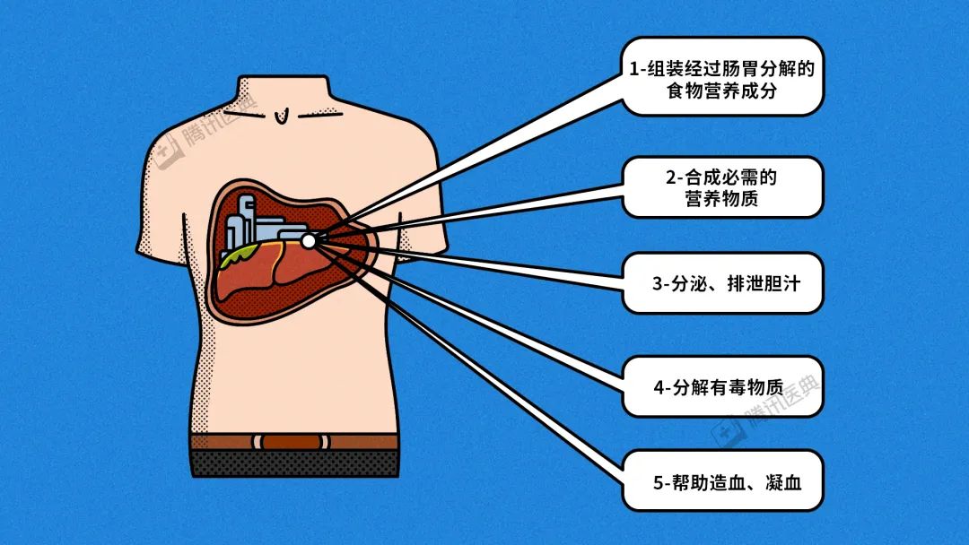 王福生院士：臍帶間充質(zhì)幹細胞顯著改善失代償性肝硬化的肝功能(néng)，提高長(cháng)期生存率(圖1)