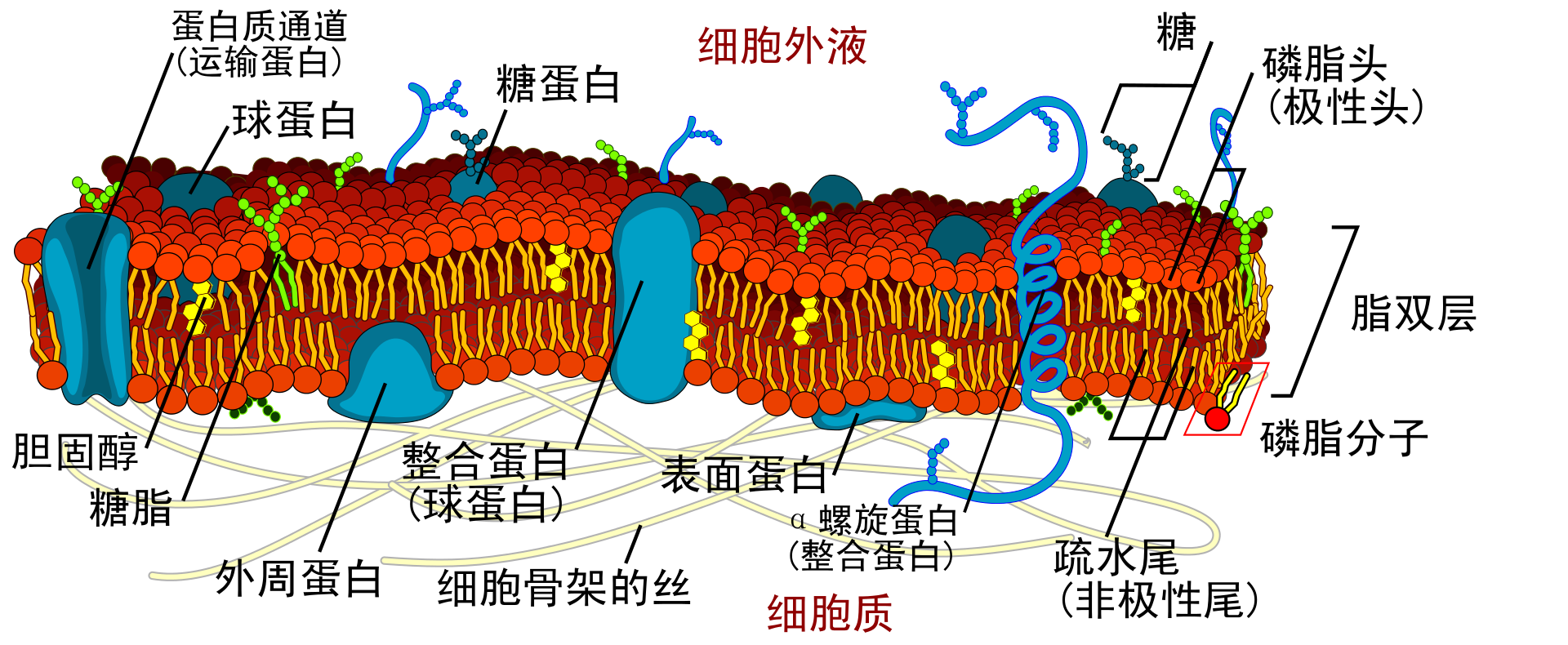 細胞膜(圖1)